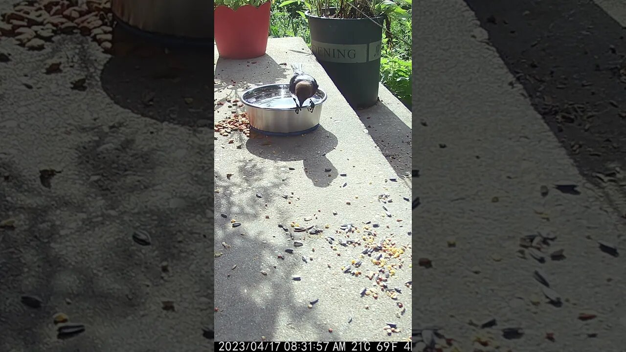 The Cowbird Is Thirsty #Shorts