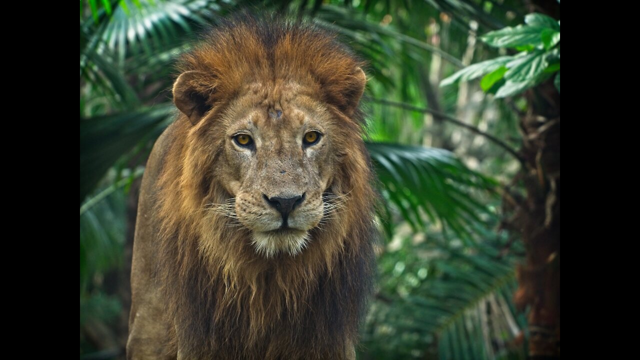 Lion - The king of the jungle