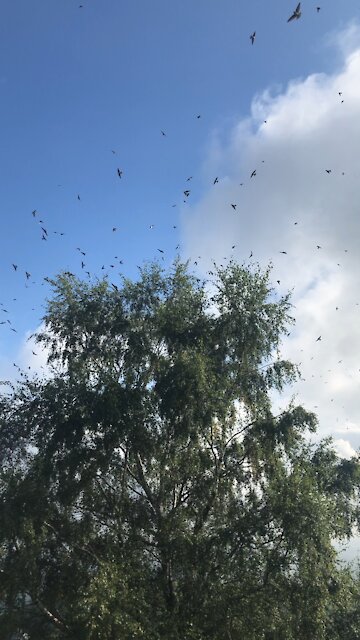 House Martins enjoying a sunny morning
