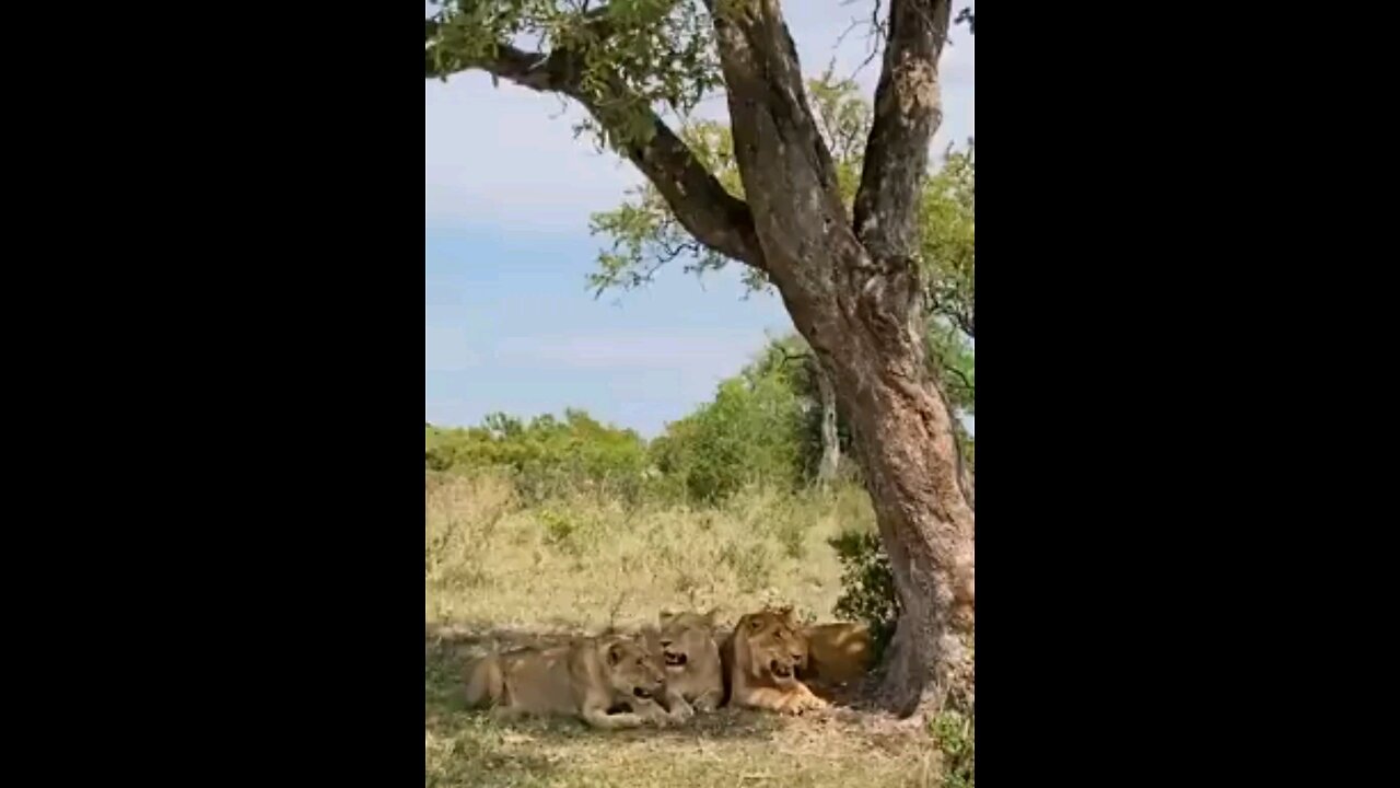 Smart Lion Outwits Buffalo