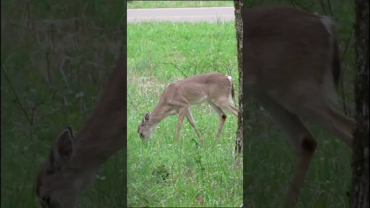 Deer in the Field