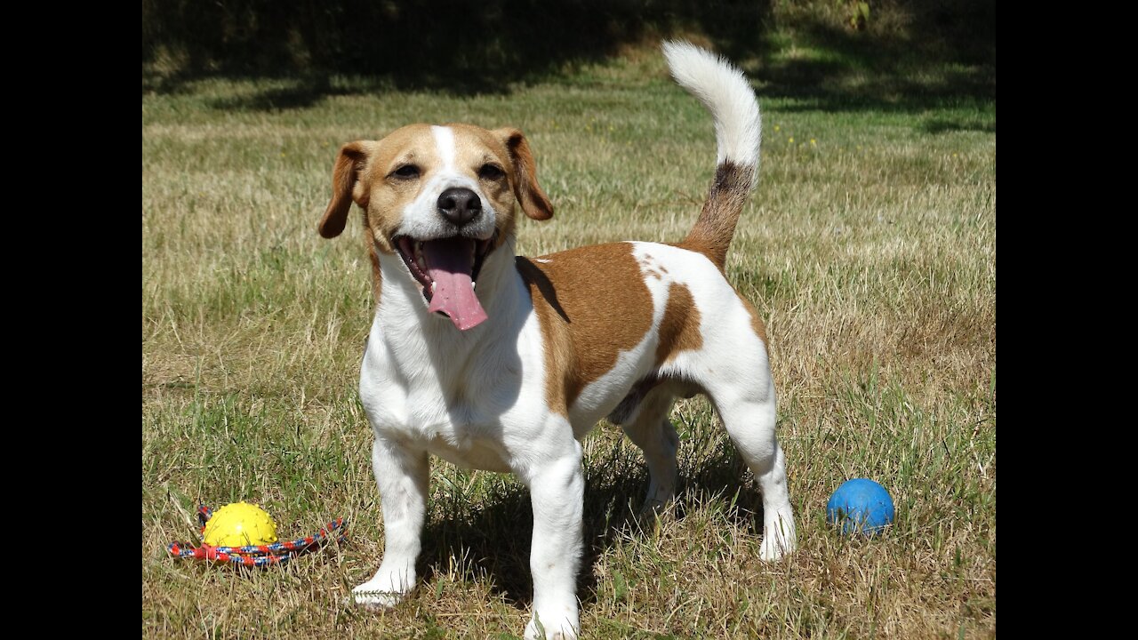Adorable Jack Russells