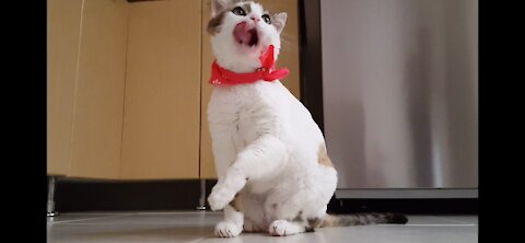 Cute cats vibes 4k