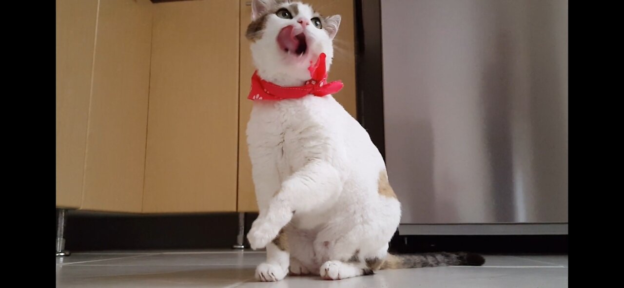 Cute cats vibes 4k