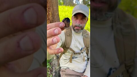 Survival Hack: Dried Animal Dung
