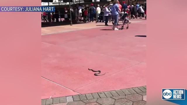 VIDEO: Not your average Disney World guest... Snake removed from entrance to Magic Kingdom