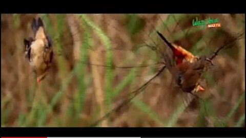 THE ANAMBRA WAXBILL BIRD - Hello Nigeria