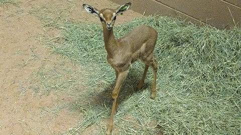 Gerenuk calf is born at the Phoenix Zoo