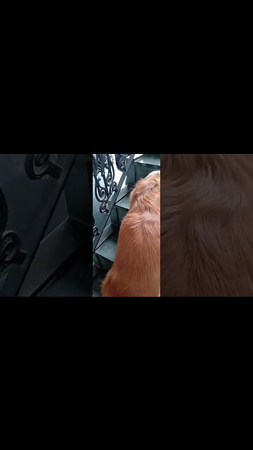 #dog, #animals , #animals , #cachorro , #friend (2)