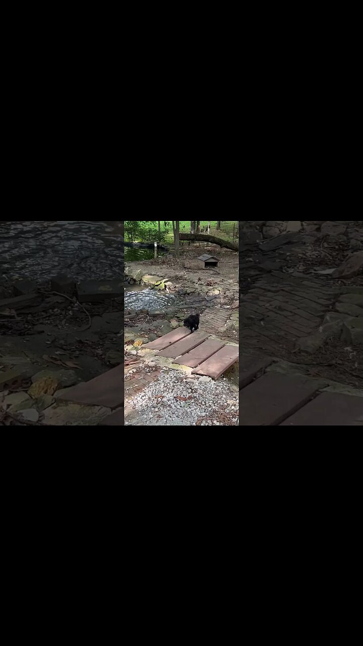 My crazy puppy chasing ducks, and immediately regretting her decision 