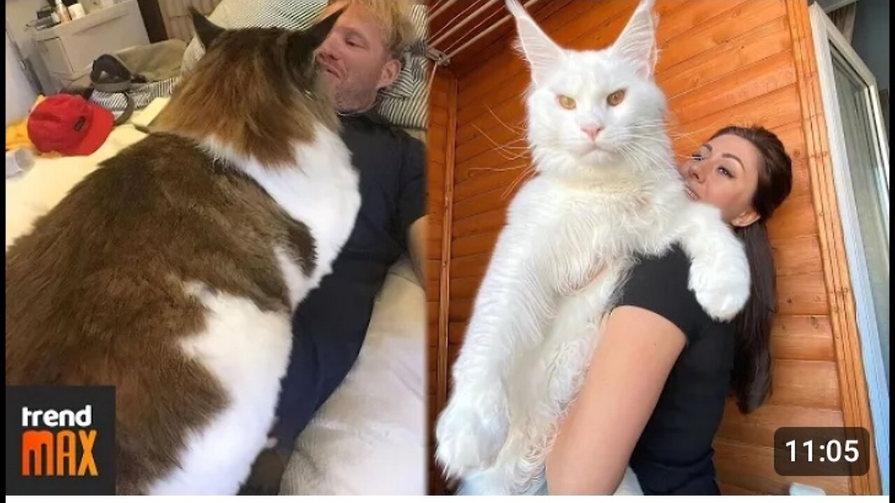 THE BIGGEST MAINE COON CATS