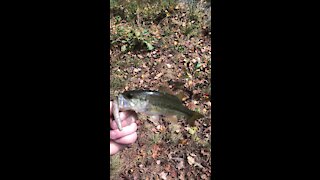 Small bass on zman Big TRD