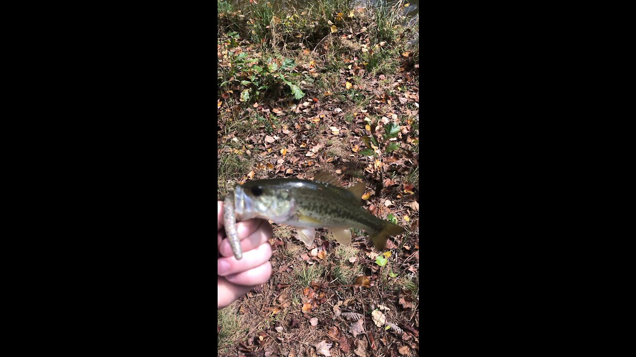 Small bass on zman Big TRD