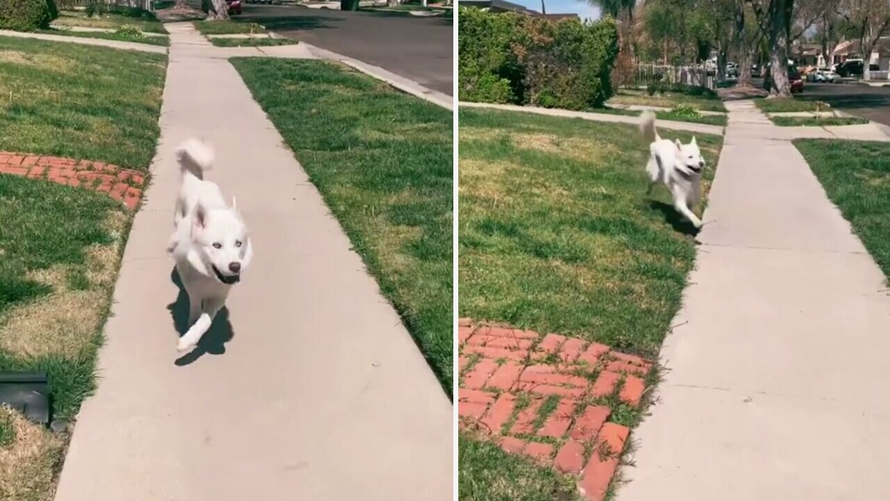 Wanna Be Happy All Day Long! Watch This Happy Dog