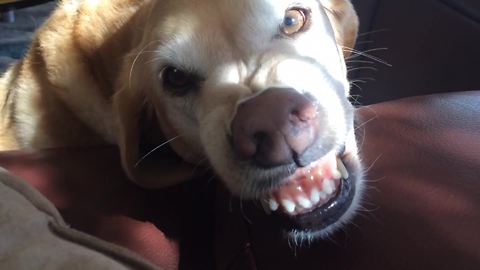 "Golden Retriever Smiles on Command"