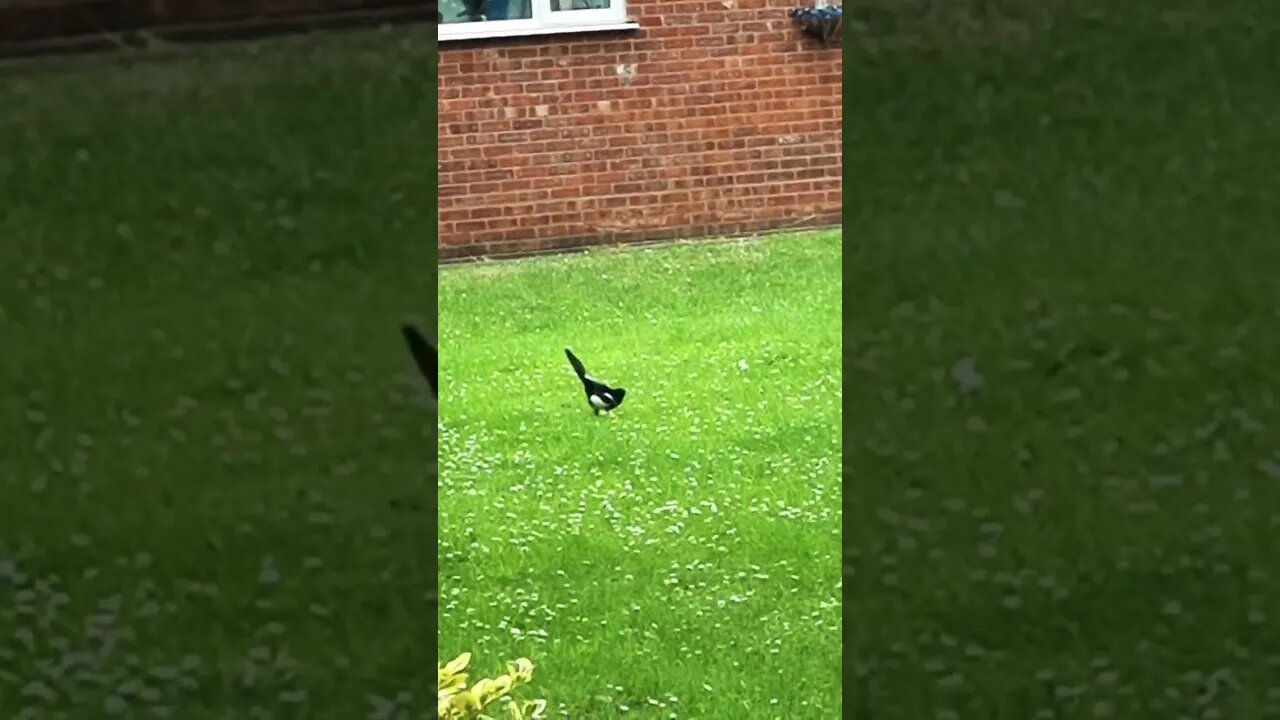 a bird 🐦 in hand ✋️