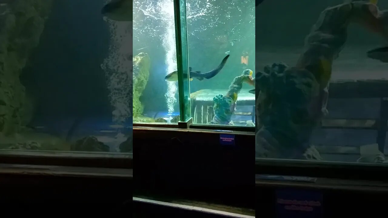 sea life world Blackpool part 2