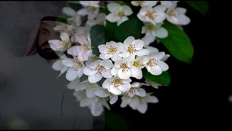 اجمل التلاوات الخاشعة@nsrm11