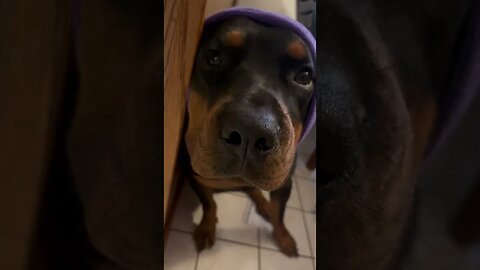 Dog gets her very first happy hoodie..and she’s not happy! #shorts #rottweiler