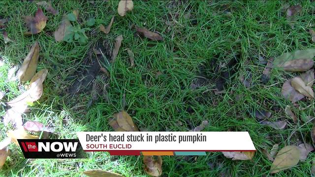 Deer's head gets stuck in plastic pumpkin