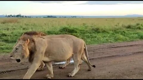 Big cats fighting #relaxing #lions #nature #travel #wildlife #viral #animals #love #cat#shorts