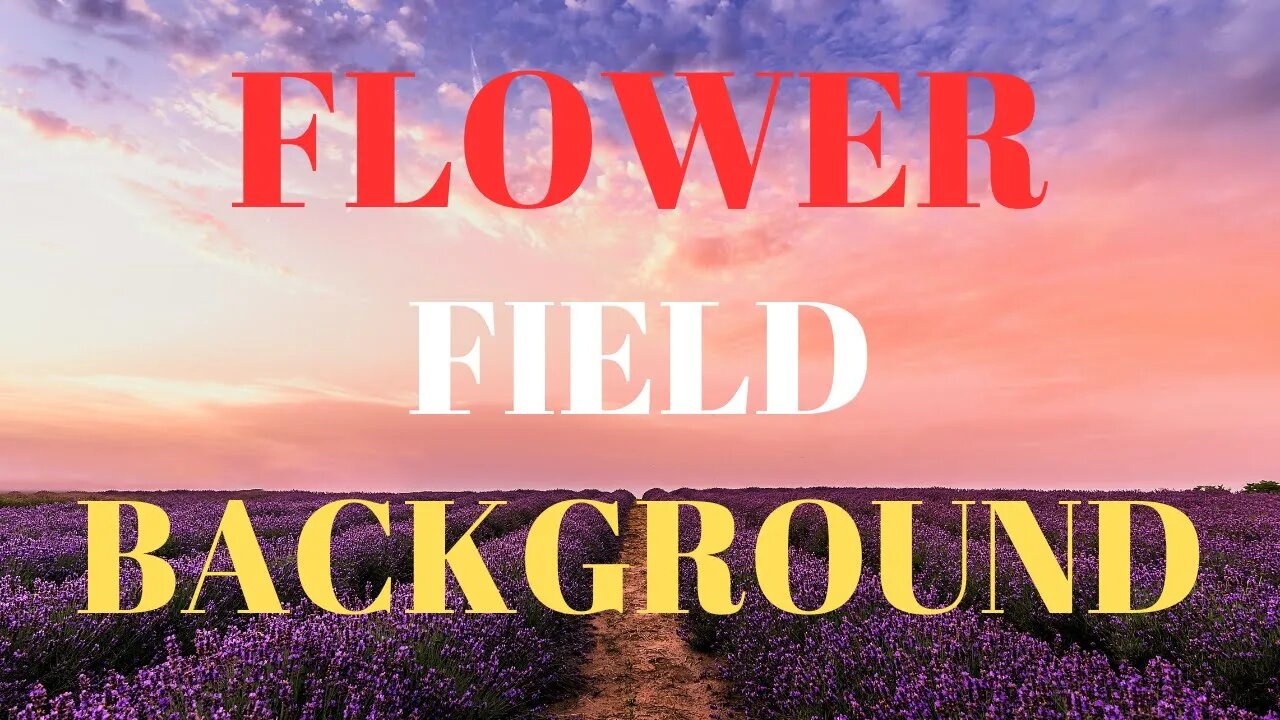 FLOWER FIELD BACKGROUND || 4K