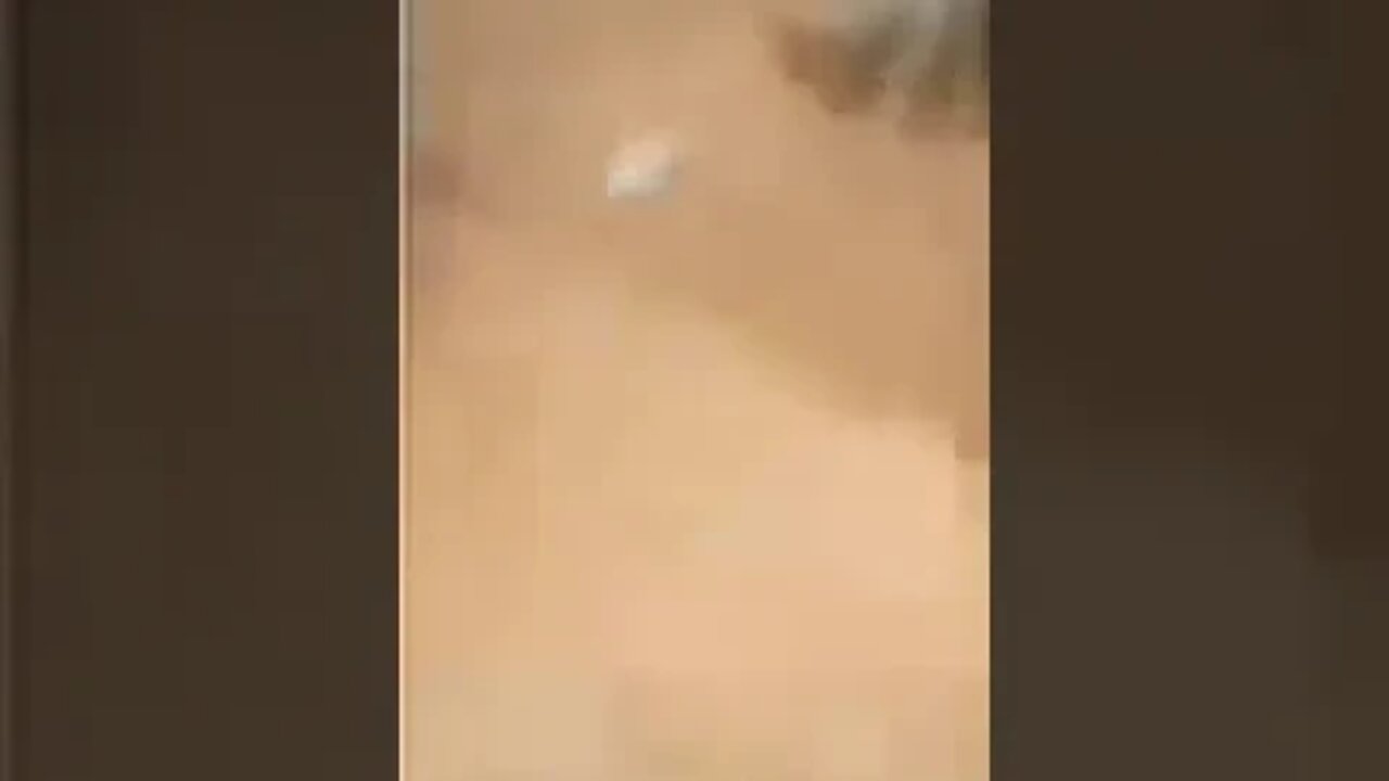 loucuras felinas