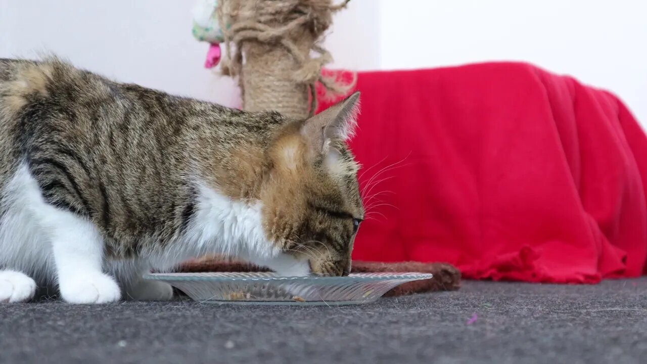 It Is Cat Dinner Time