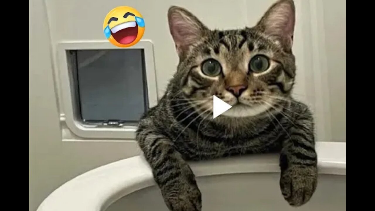 Top funny cat and animal video