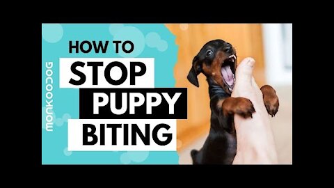 How to STOP PUPPY BITING with just 3 SIMPLE TRICKS at early stage