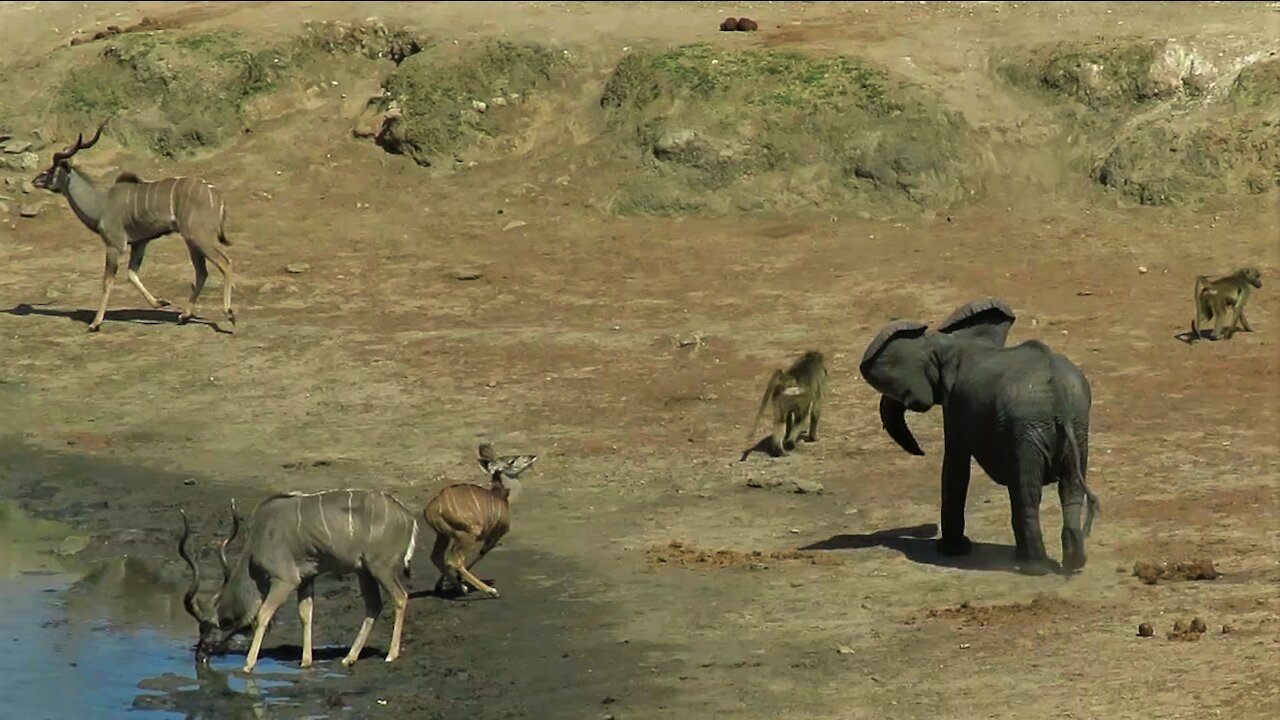 Bossy Elephant Chases Animals Away From Water With Loud Screams