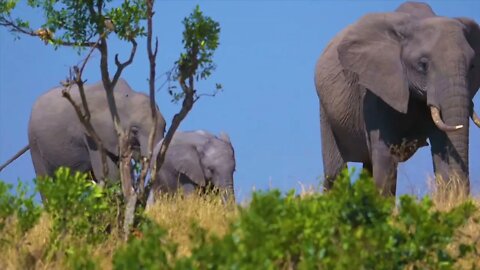 Members of an elephant family have very tight and loving relationships.