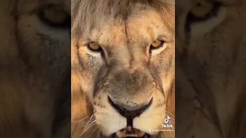 ROAR!
