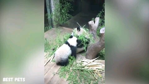 See the homes of the panda