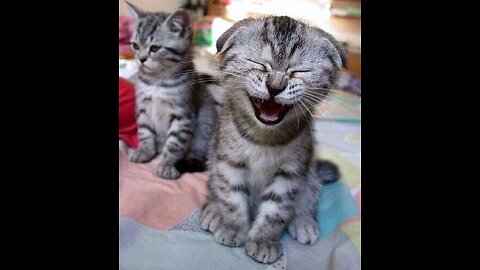 Trending Funny Animals 2024😺Funniest Dogs and Cats😼