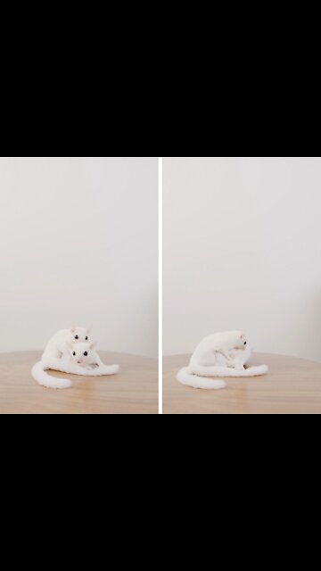 White squirrels fell in love each other #shorts