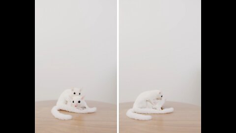 White squirrels fell in love each other #shorts