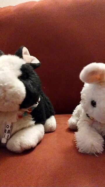 Two bunnies sniffing