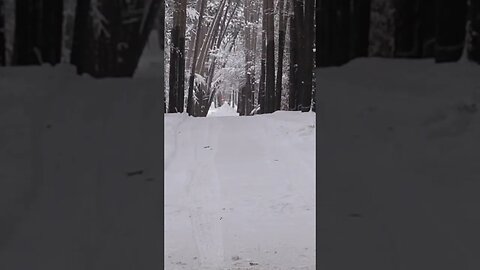 @jack.belvedere throwing one of the best shots I’ve seen in @blueribbonpines hole 4 #discgolf