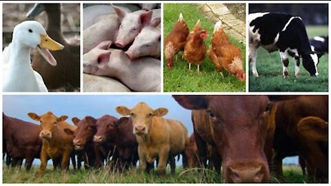 Feeding all your Livestock for free!