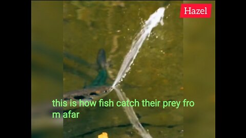 this is how fish catch their prey from afar