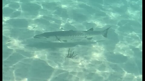 Sea Turtle & Barracuda MSC Marine Reserve Bahamas 6-4-2024