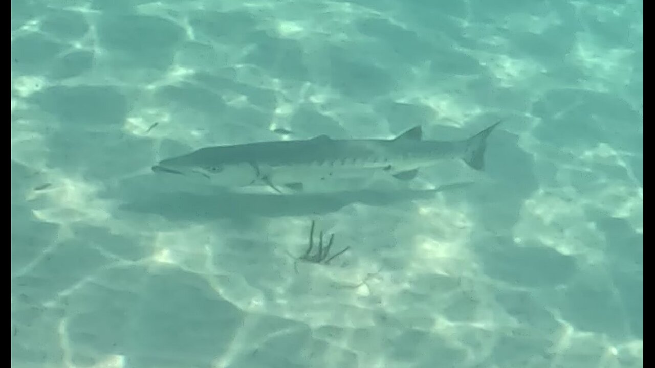 Sea Turtle & Barracuda MSC Marine Reserve Bahamas 6-4-2024