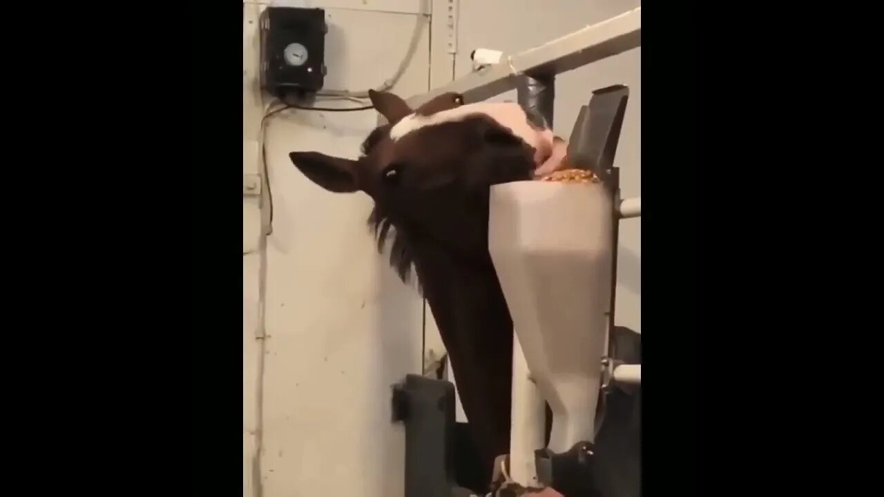 Funny and Cute Horses That Will Change Your Mood For Good