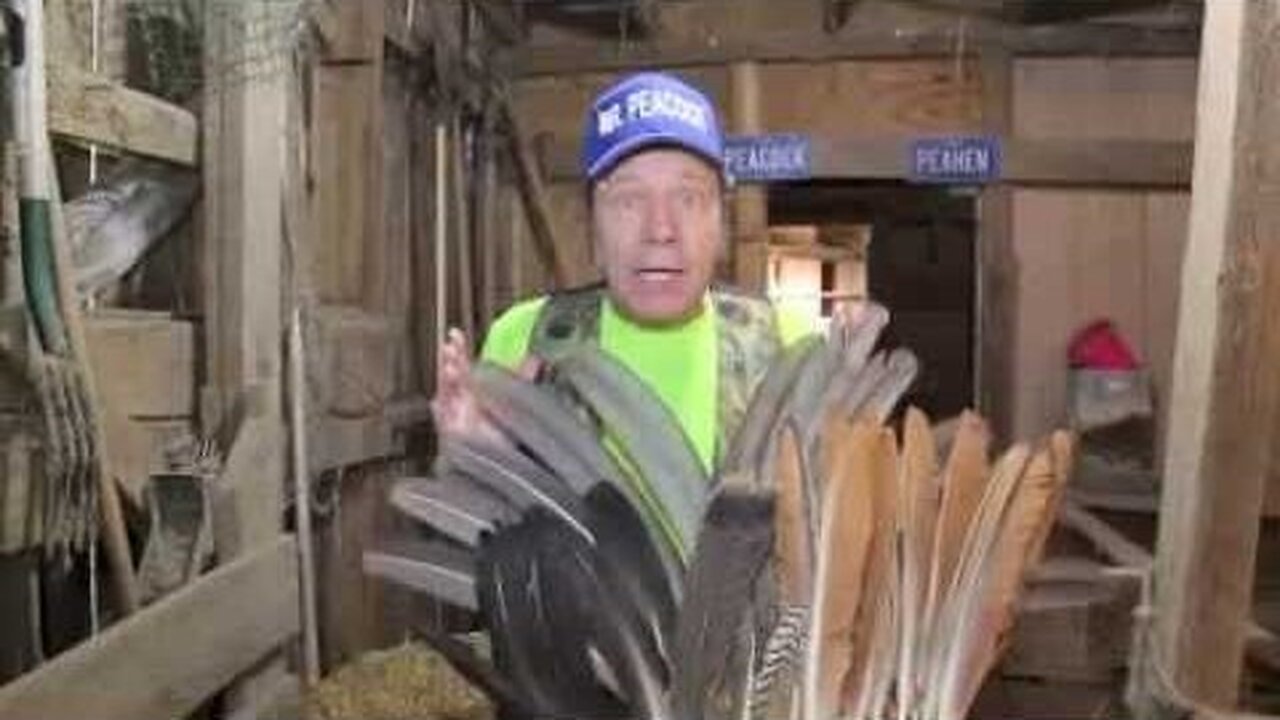 Different kinds of peacock feathers, Mr. Peacock And Friends