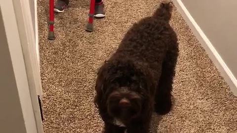 Little Tot Shares The Joy Of Walking