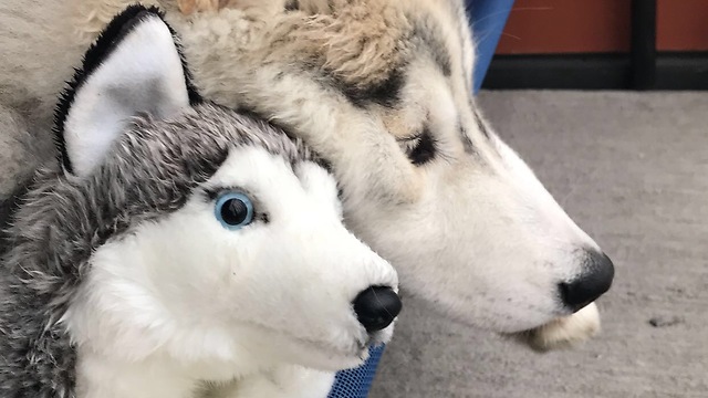 Husky loves his stuffed animal, treats it like real puppy