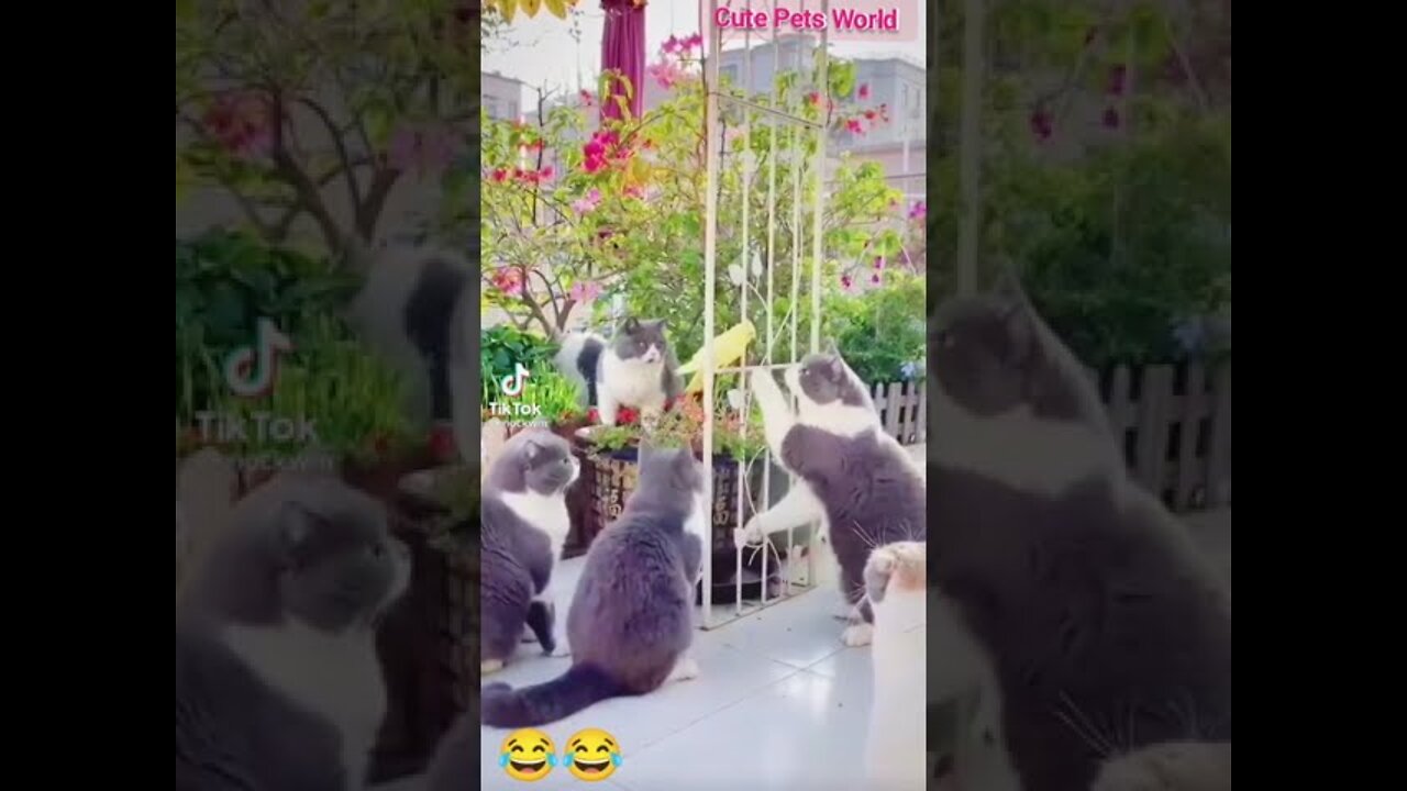 Cute and funny cat videos/#kitten #cat #kitty #funny kitten #funnycat #trend #shorts #tiktok #puppy