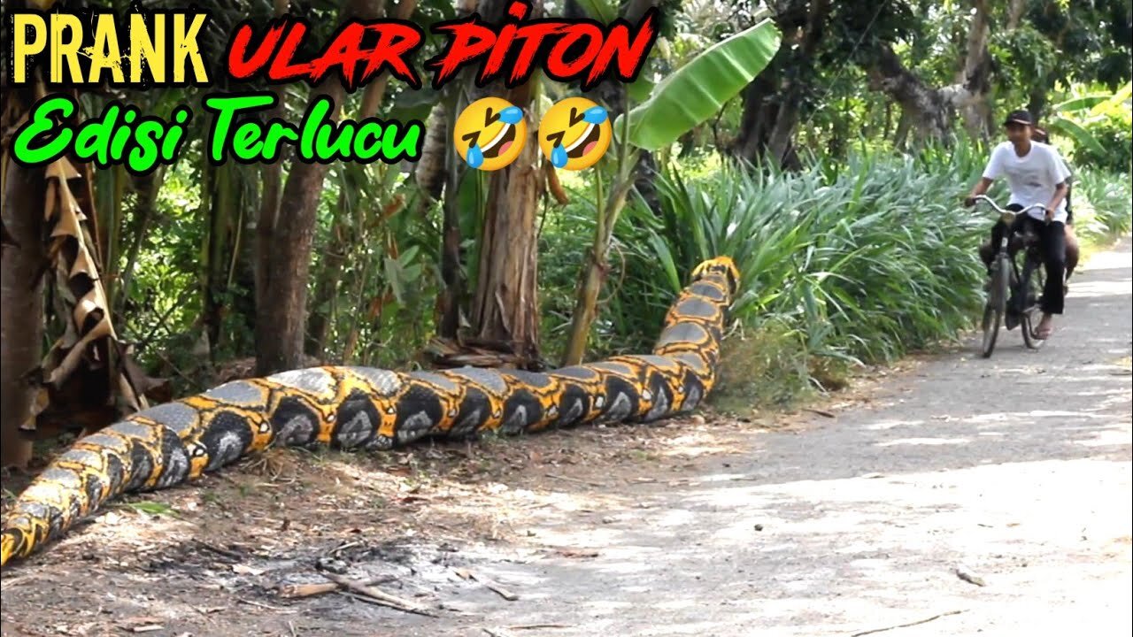 Funny Videos || Python Prank Makes You Messy || Original Makes You Laugh 🤣🤣