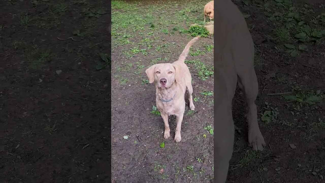 Morning routines #goodmorningsunshines #letsplay #lifewithdogs